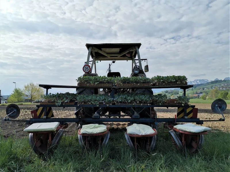 a6ba70f76f48fb8b308f60c68b77abdd7a4d0ba3 In den Kalenderwochen 17 und 19 wird auf dem «Hof am Stutz» jeweils Kabis gesetzt. Auf der Setzmaschine haben 4 Helfer Platz, die die Setzlinge in einen vorbereiteten Spalt im Boden fallen lassen. (Bild mg)