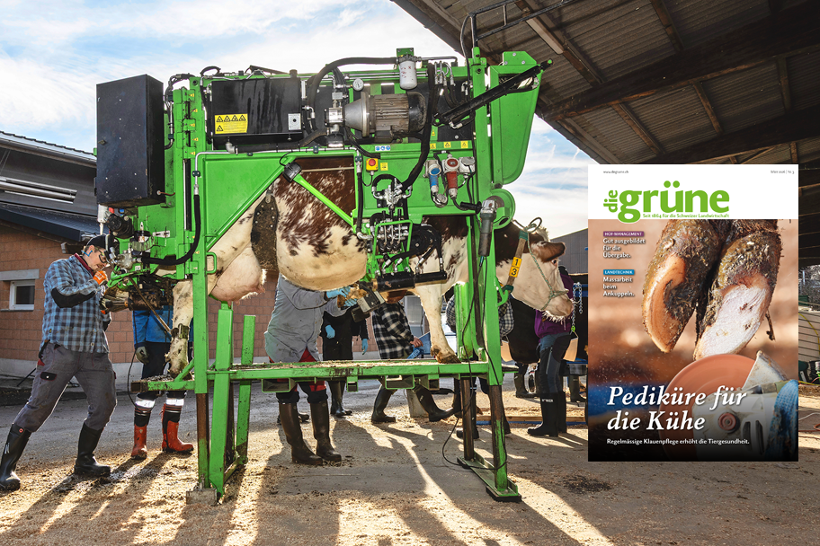 «die grüne» im März 2026 – Pediküre für die Kühe