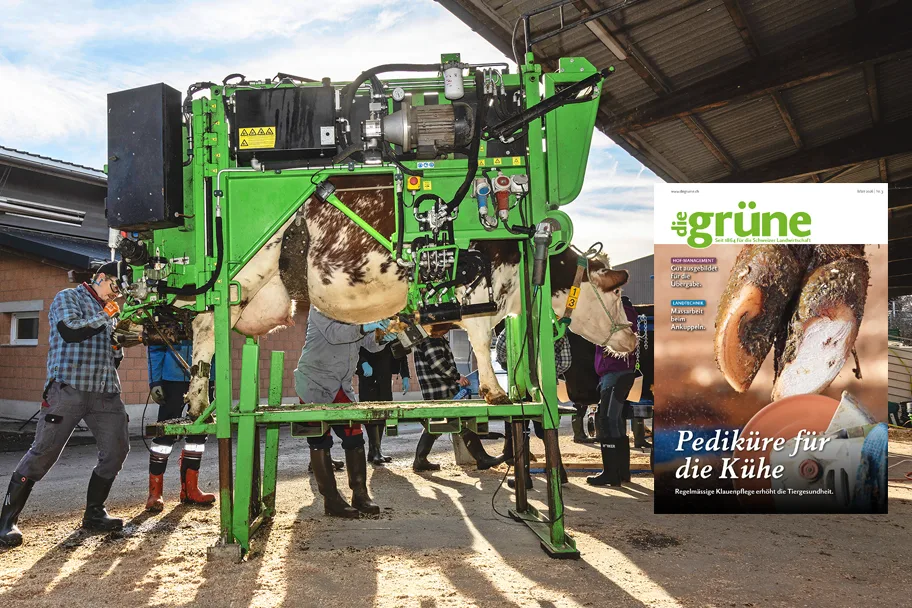 «die grüne» im März 2026 – Pediküre für die Kühe