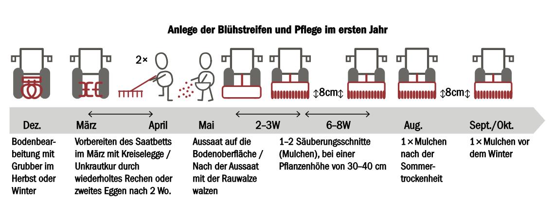 In den ersten Jahr sollte der Boden gut vorbereitet und nach der Saat regelmässig gemulcht werden. (Bild zVg)