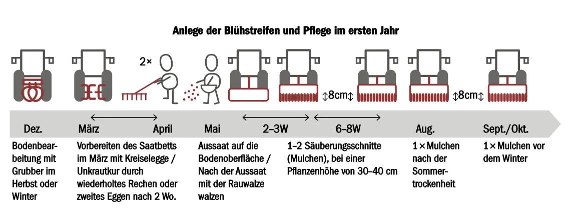 749a853571b8c9704d5c2b8deb030d339ae2a4c2 In den ersten Jahr sollte der Boden gut vorbereitet und nach der Saat regelmässig gemulcht werden. (Bild zVg)