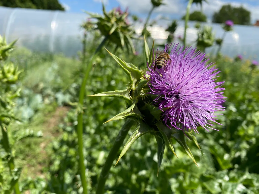 Bienen stellen Futter für ihre Darmbakterien selbst her