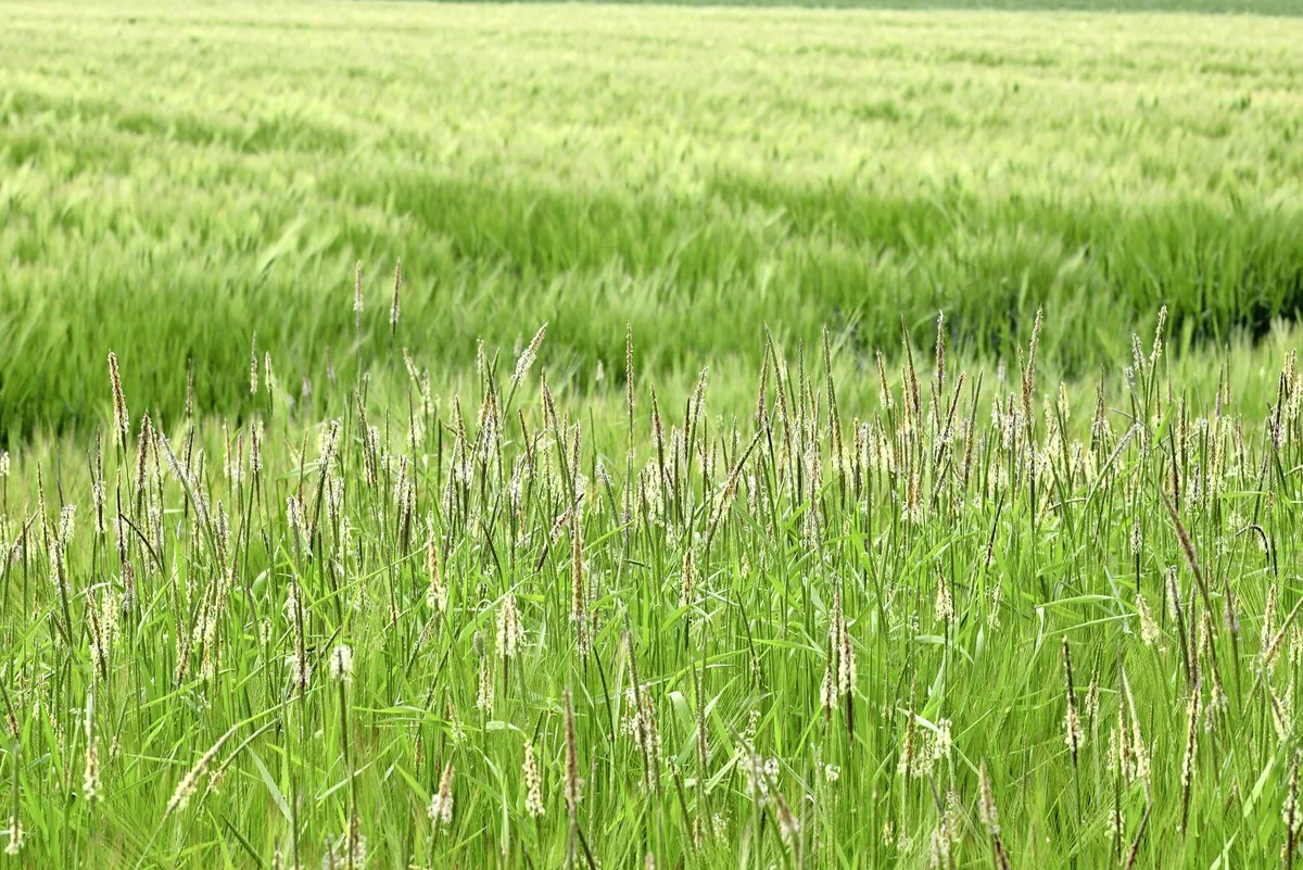 Ackerfuchsschwanz_AdobeStock_995428655 Bei starker Verunkrautung mit Ackerfuchsschwanz im Getreide sind Ertragsminderungen von bis zu 50 Prozent möglich.