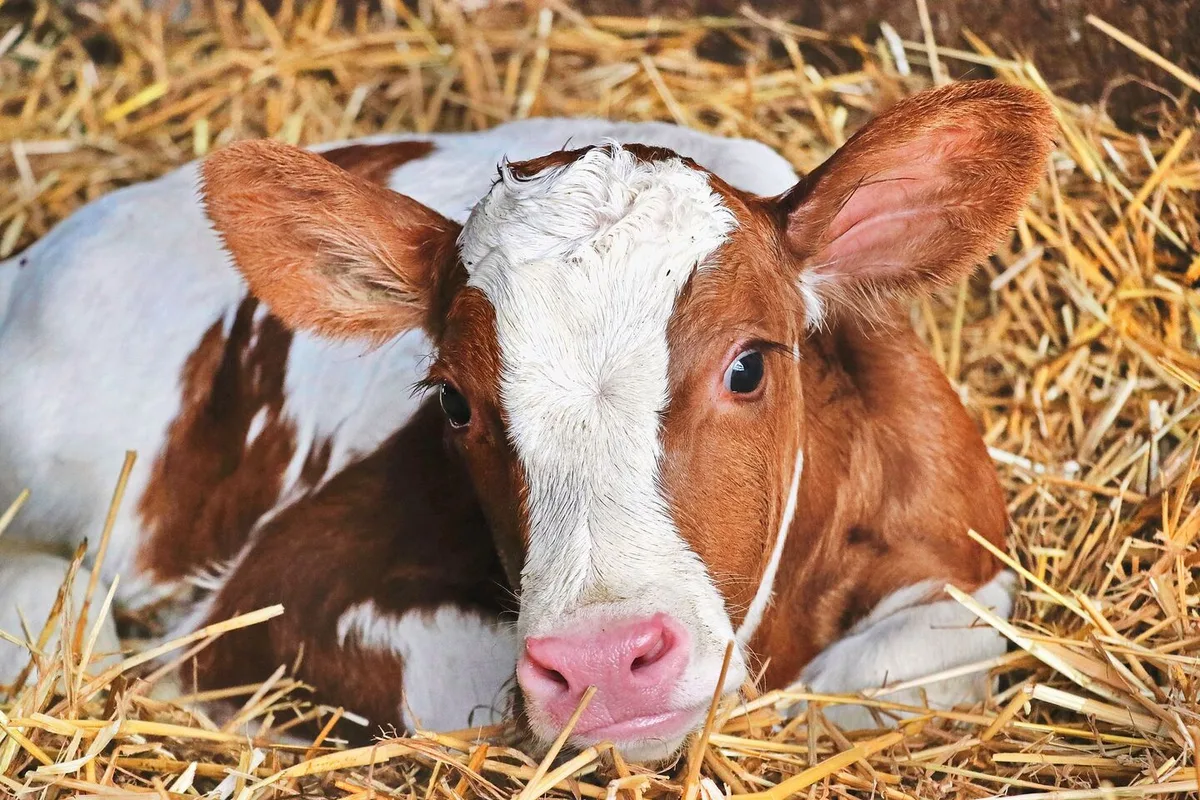 7c1115bba1842f28d70b89cdb6d765a6d87978755534d5cf0646f5bca920132c Ein Kalb liegt im Stroh.