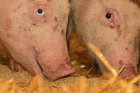 3ef17079262e9ef029938c1d26800f471028c31c Dank besonderes bedürfnisorientierter Haltung und spezieller Fütterung soll Schweinefleisch ohne Antibiotika produziert werden können. (Bild BauZ)