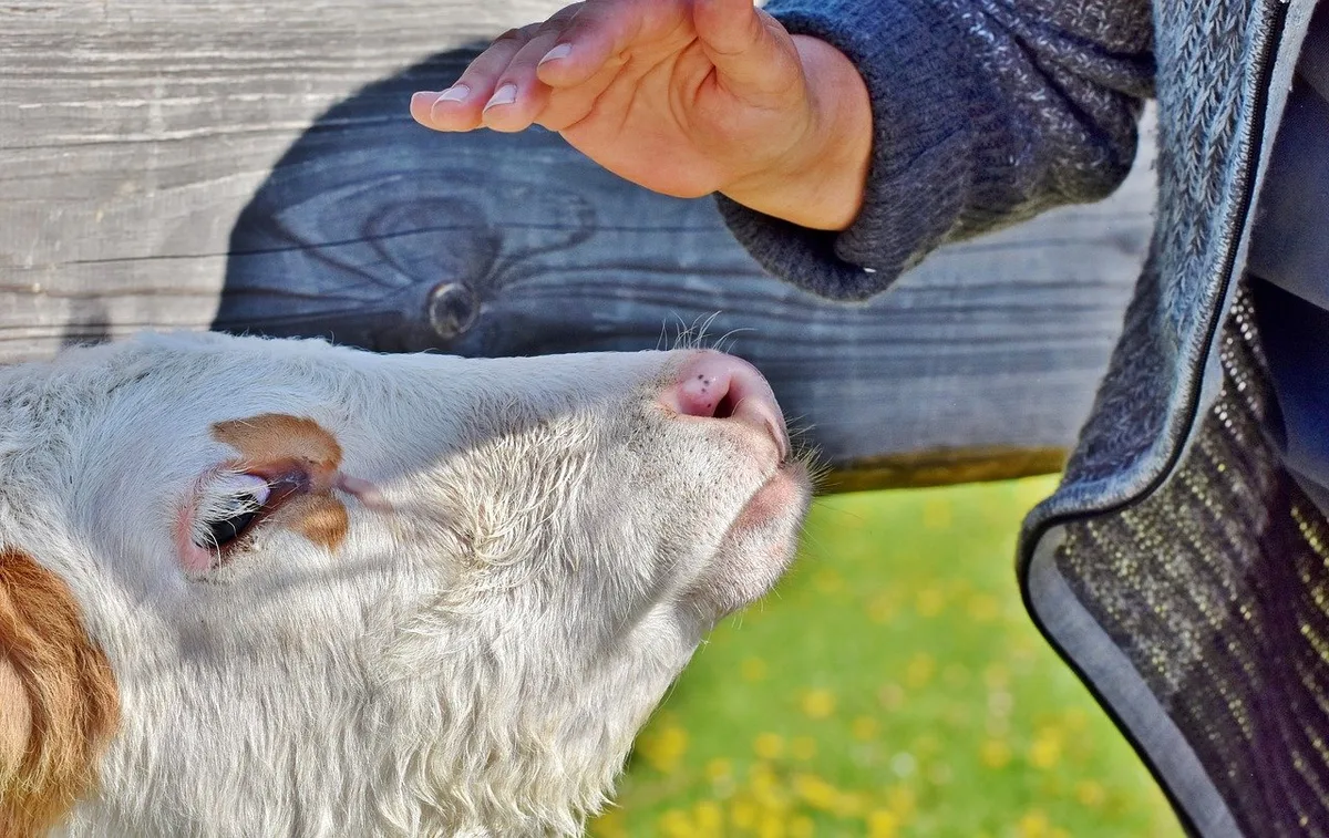 Laufende Projekte zur Verbesserung des Tierwohls und die zunehmende Reduktion des Antibiotikaeinsatzes zeigen, dass sich die Schweizer Landwirtschaft stetig verbessert, schreibt der SKMV. (Bild Capri23auto / Pixabay)
