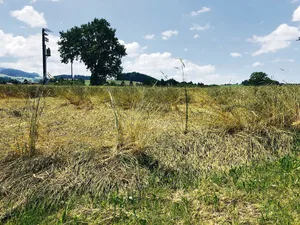 Die Biobranche verzeichnet für das vergangene Jahr rund 4000 Tonnen Auswuchs-Biogetreide. Die Futtergetreideernte ist um rund 20 % tiefer ausgefallen als im 2020.
