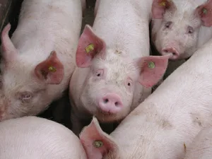 2021 war ein herausforderndes Jahr für Schweinemäster.