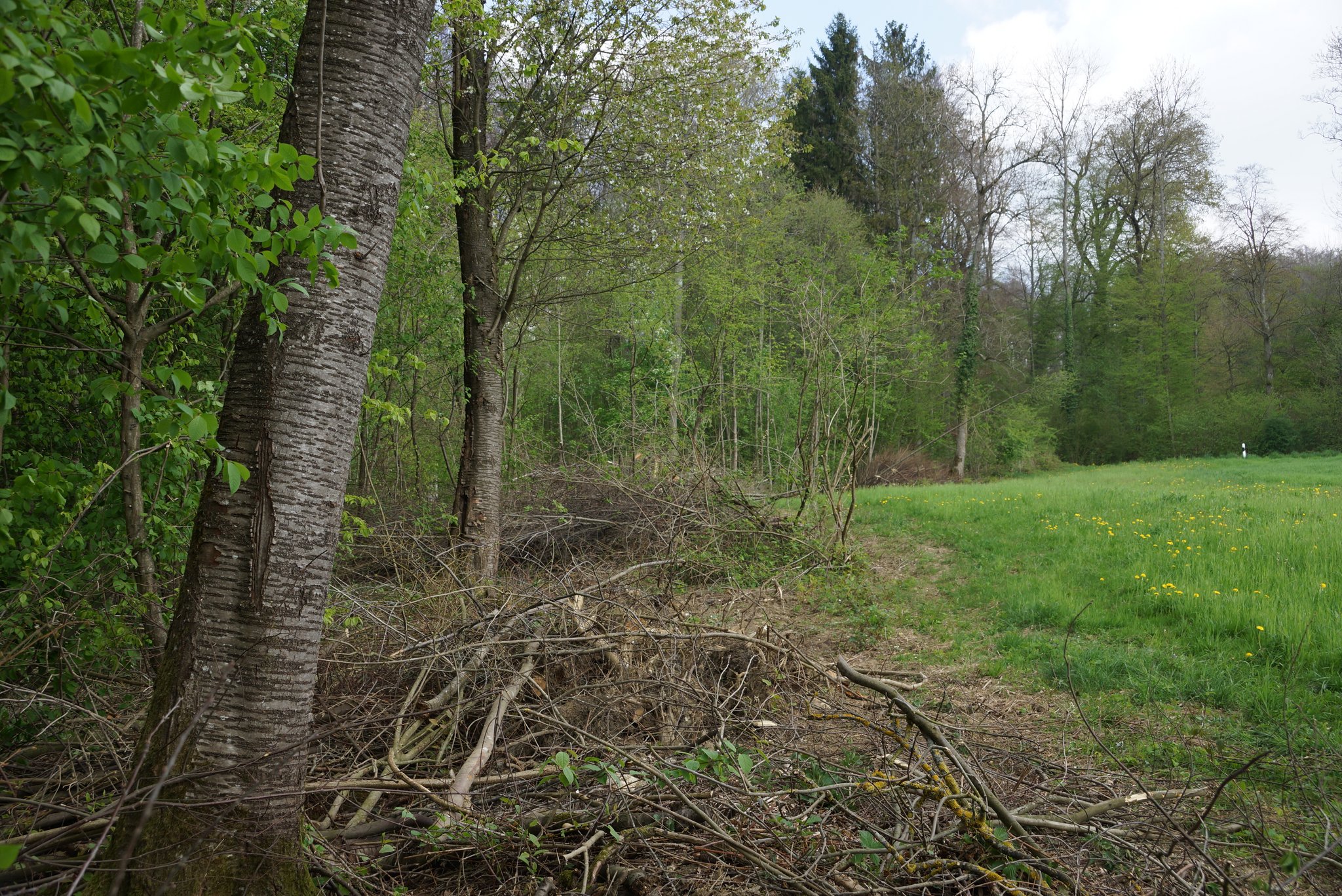 Neue Richtlinie zur Beweidung von Wald im Kanton Luzern
