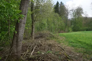 Aufgewertete Waldränder sind wertvolle Lebensräume.