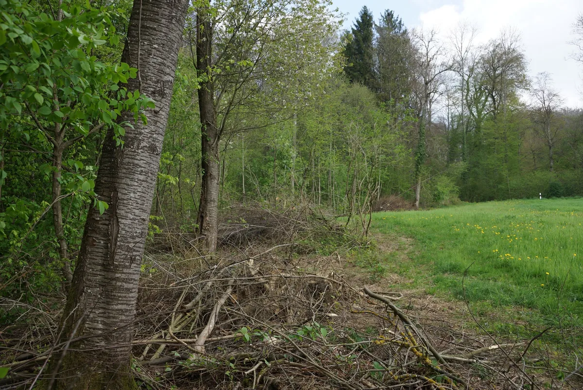 Waldrand_aufgewertet-rae Neue Richtlinie zur Beweidung von Wald im Kanton Luzern
