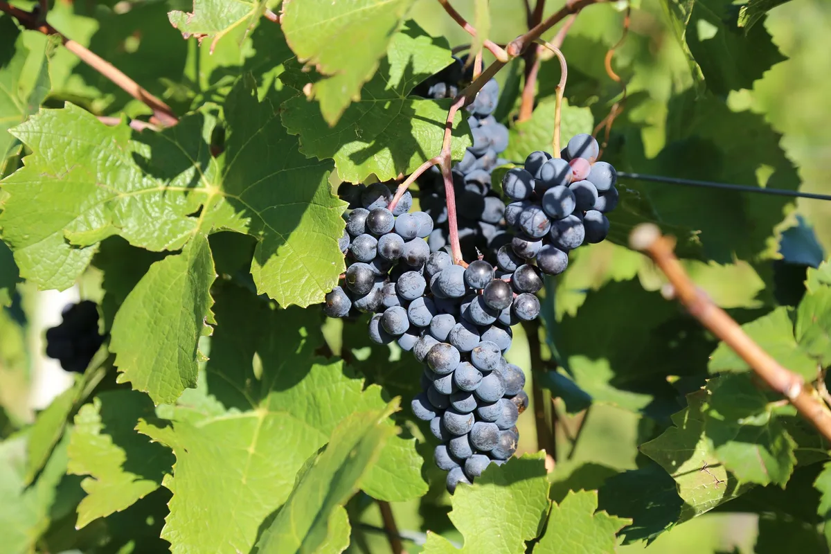 wein-traube-reben_rho Bio-Weinbau boomt: Die grüne Revolution erobert Schweizer Rebflächen
