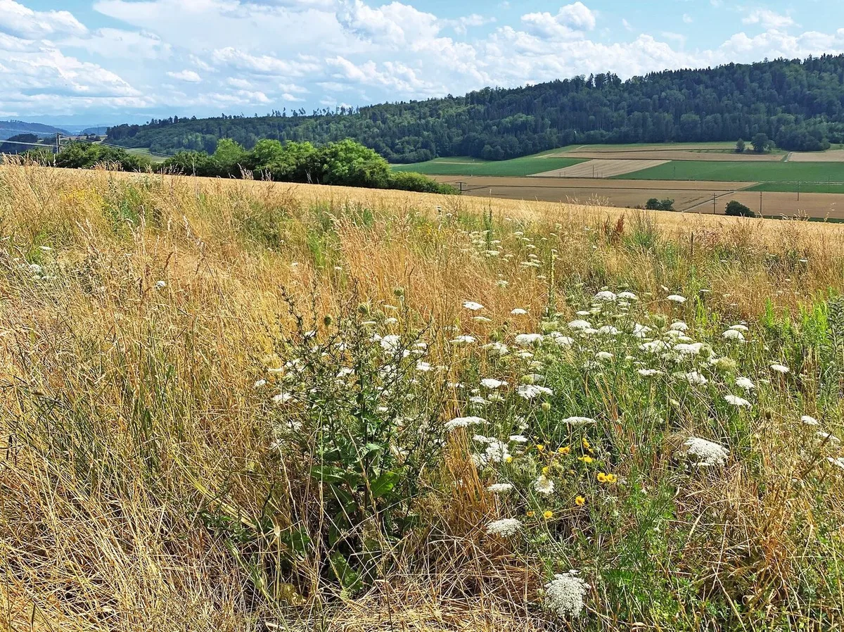 Im Herbst gesäte Buntbrachen sind weniger artenreich. Bei hohem Unkrautdruck von Frühjahrskeimern kann sich eine Herbstsaat aber lohnen.