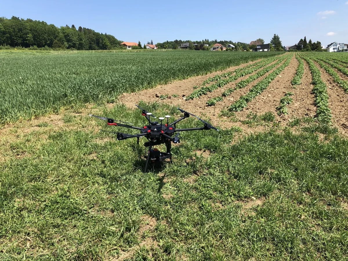 ab843fb25d462389a9f4d05d41ce2ff3da74e9d0 Der Potatohealth Viewer soll Krankheiten bei Saatkartoffeln erkennen. (David Aebi/Agrarpiloten)