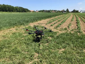 Der Potatohealth Viewer soll Krankheiten bei Saatkartoffeln erkennen. (David Aebi/Agrarpiloten)