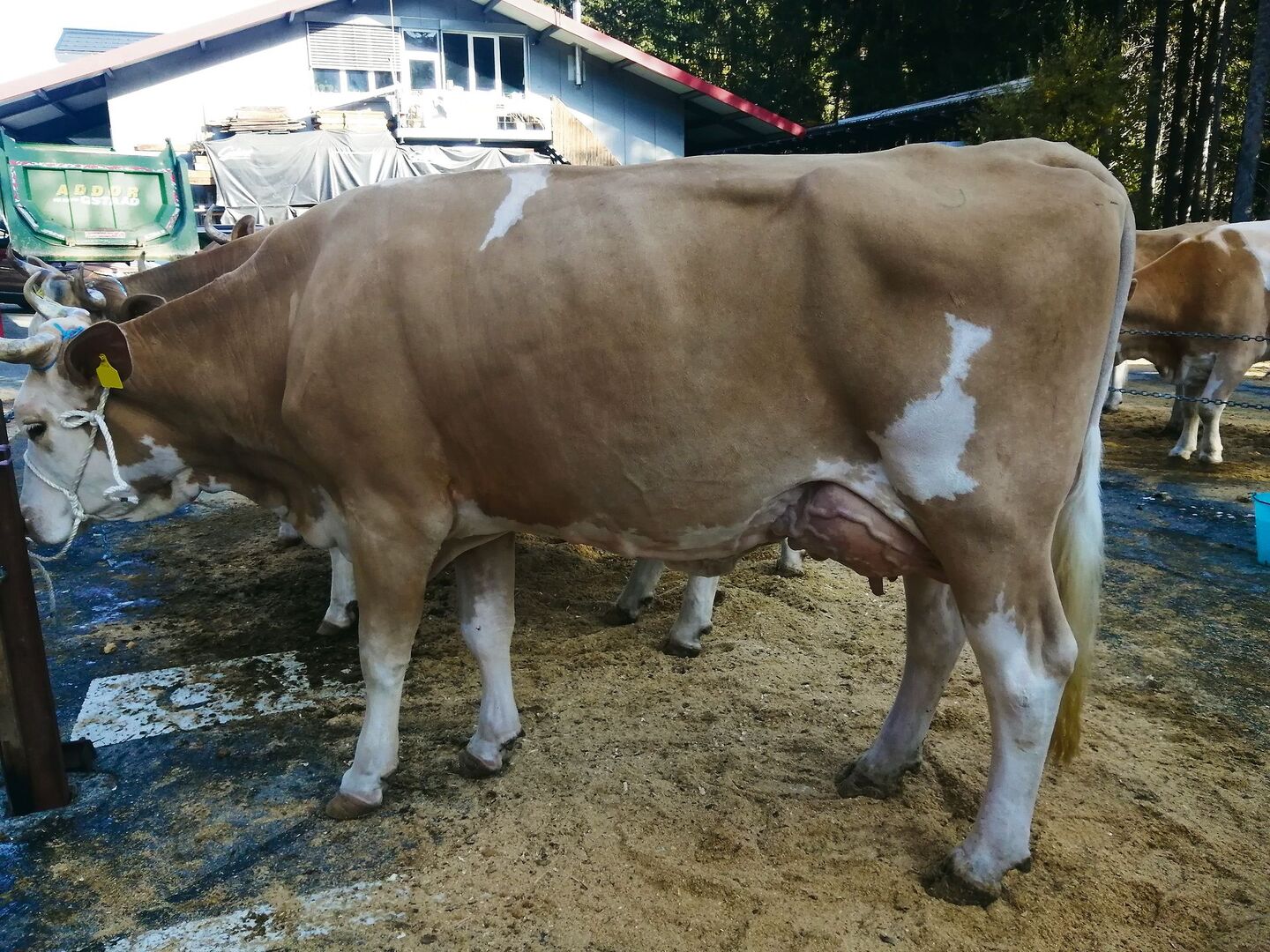 Toni Bergmann ging mit Kuh Delinda in den Ring