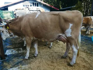 Die Kuh Amor Delinda zeigt sich von ihrer besten Seite