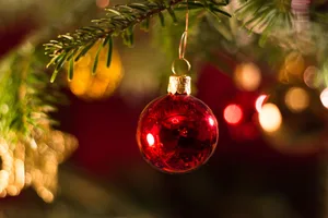 Vor Weihnachten ist nicht nur die Frage, was für Geschenke unter den Baum sollen, sondern auch welcher Baum sich am besten für das Fest eignet.