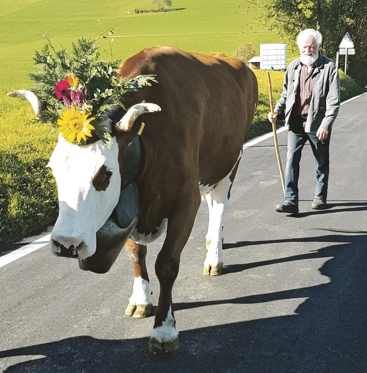 48830e236b0632053f1a8053e64deb4ba3404190 Die 15-jährige, 98-punktige Dario Amarylli von Beat und Werner Dürrenmatt, Riedstätt BE, hat eine aktuelle Lebensleistung von 120 702 kg Milch. Das Bild zeigt sie auf dem Heimweg der Herbstviehschau.(Bild bz)