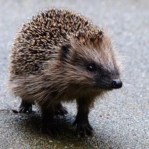 Jetzt erwachte Igel finden nicht ganz einfach Futter, weil es wenig Insekten, Regenwürmer und Schnecken gibt.