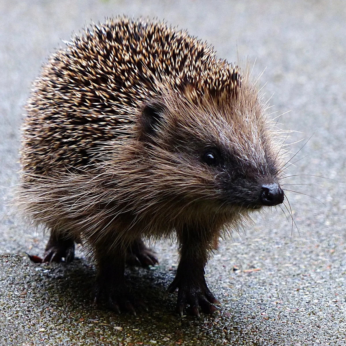animal-1083855_1920 Warmes Wetter macht Igel, Bären und Störche munter