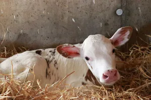 Die Umstellung bringe für die Produzenten wirtschaftliche Herausforderungen, da ein Teil der Demeter-Milch künftig von den Kälbern getrunken wird. Über das Gelingen würden letztlich die Nachfrage, sprich Handel und Konsument(innen) bestimmen.