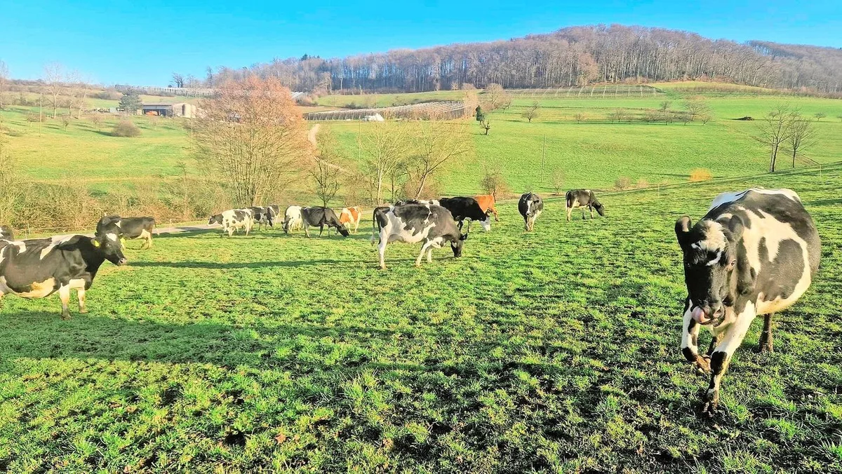 31d17d9638b086f152784b03944c01a0afee48e86c8f3c61ac3abbf6ebd4da55 Meist sonniges Wetter mit Höchsttemperaturen von 12 bis 18 Grad im Mittelland anfangs März ermöglichten einen optimalen Zeitpunkt für einen ersten Pflegeweidegang.