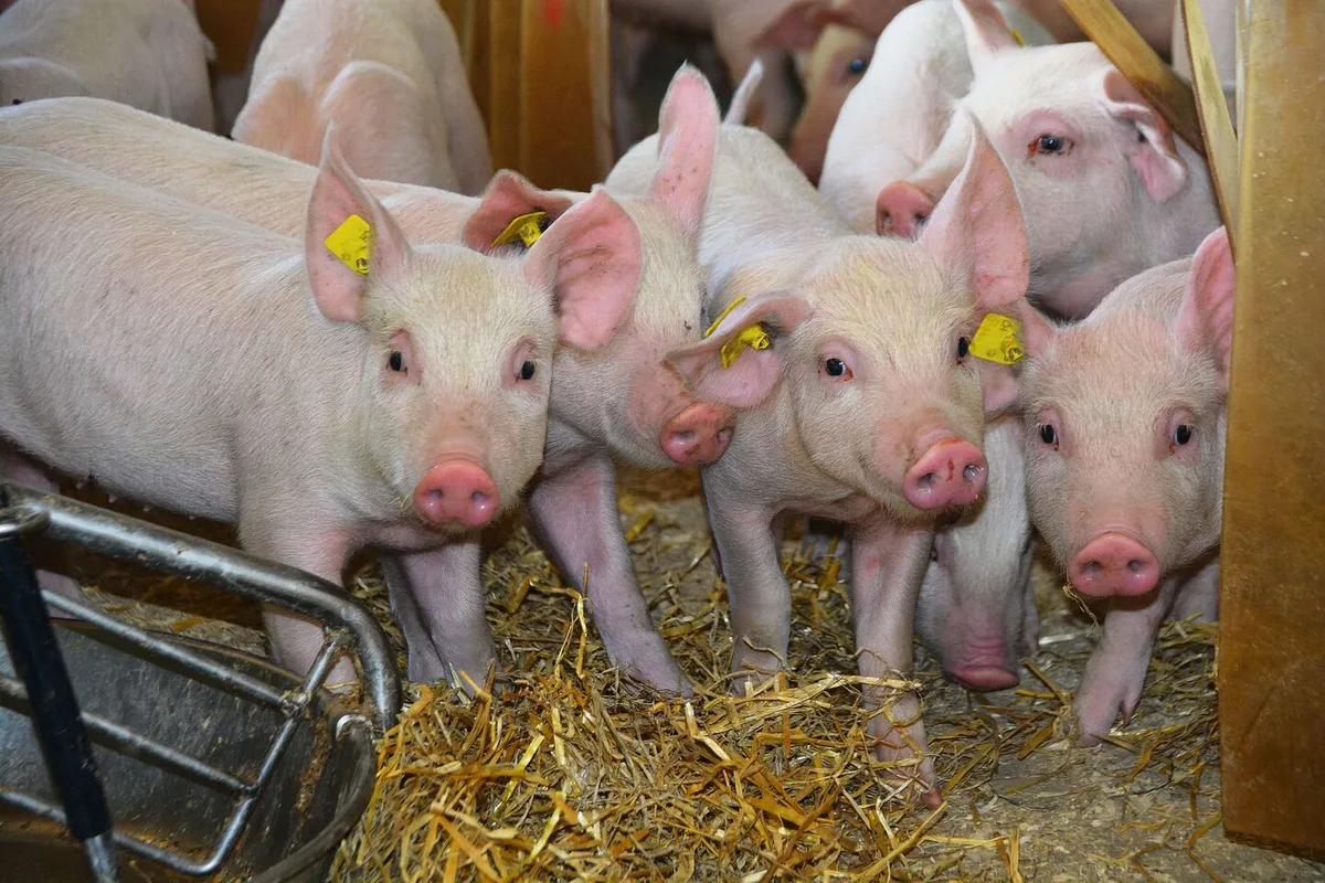 Möglichst keine Verluste: Dies ist auf ethischer und finanzieller Sicht Ziel der Schweizer Schweinebranche.