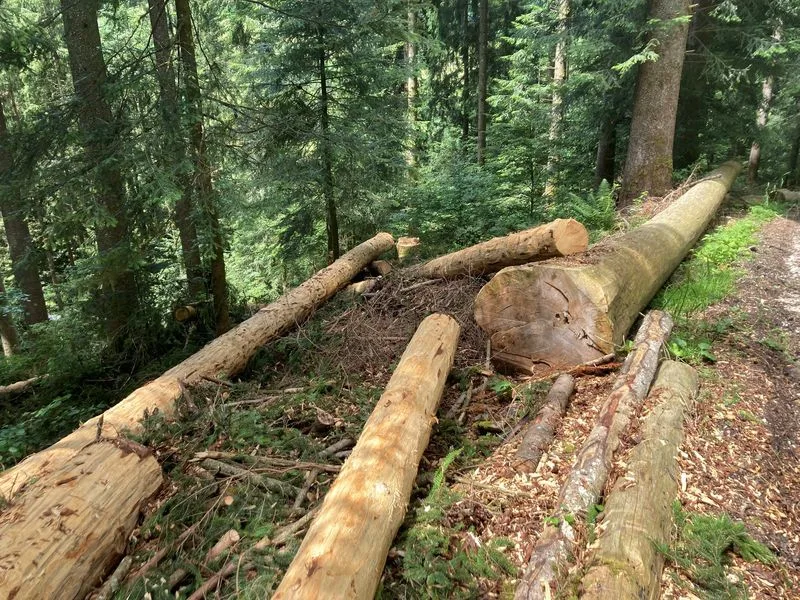 Beeinflusst die aktuelle Holzmarktsituation den Holzschlag?