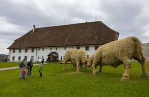 Da schaut man zweimal hin beim Vorbeigehen: Solche Eringer Kühe gibt es schliesslich nicht alle Tage.