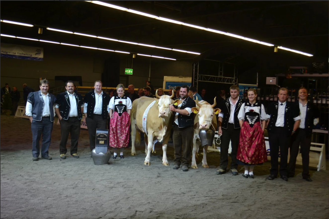 Ein grosser Höhepunkt: Die Simmentaler-Eliteschau in Thun
