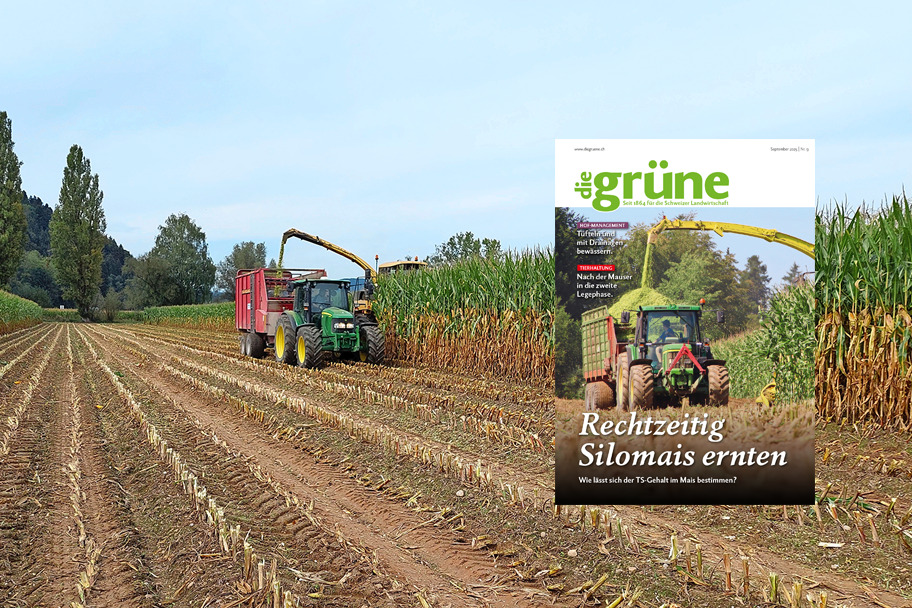 «die grüne» im September 2025 – Rechtzeitig Silomais ernten