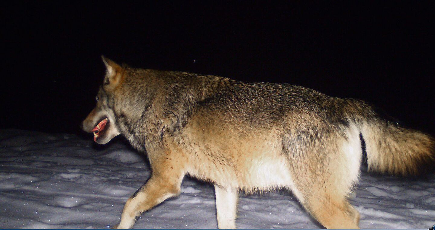 Wolf in einer Fotofalle. Auch im Talgebiet wird nun mit vermehrter Präsenz des Raubtieres gerechnet.