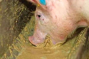 Die Futterverwertung ist die letzten 20 Jahre um 0,2 gesunken.