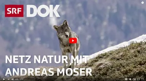 Sorgt für Ärger: Die SRF-Dok-Sendung zum Thema Wolf. (Screenshot)