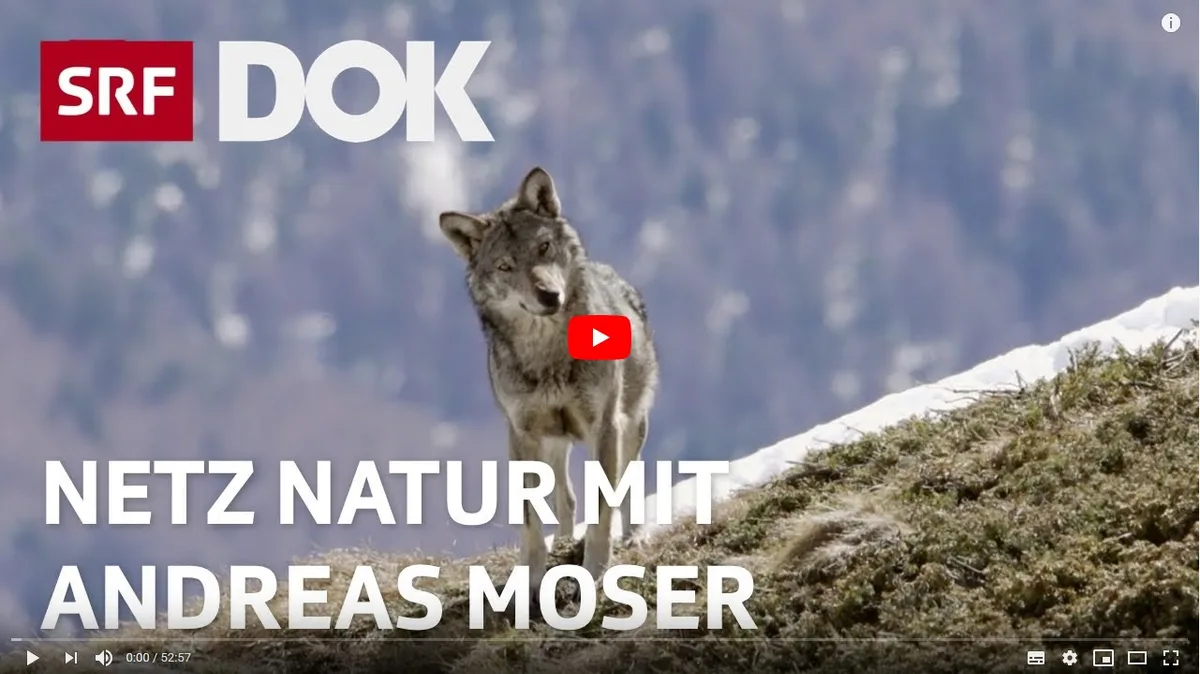 ca88de998d05f7749f85dfb3e20604a865d3775a Sorgt für Ärger: Die SRF-Dok-Sendung zum Thema Wolf. (Screenshot)