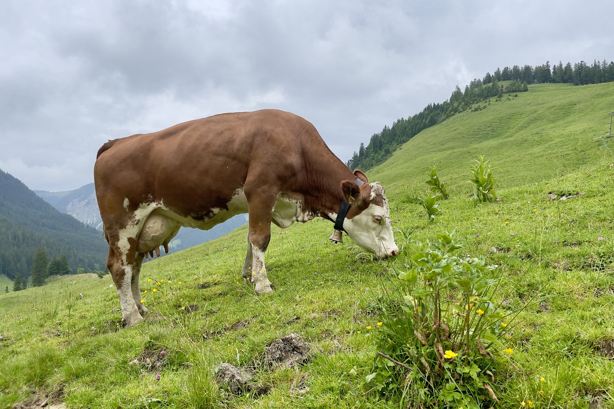 Fleckvieh-Kuh auf der Oberen Firstalm in Oberbayern.