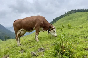 Fleckvieh auf der Oberen Firstalm (1325 m ü. M.) in Oberbayern.