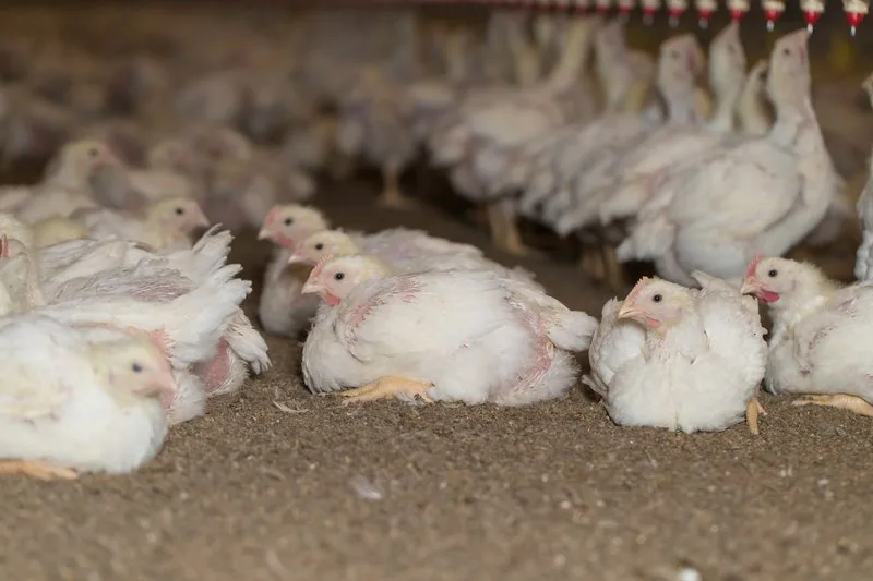 keuken_roethlisberger Die Leistung von Mastpoulets und Legehennen «muss für sie erträglich werden»