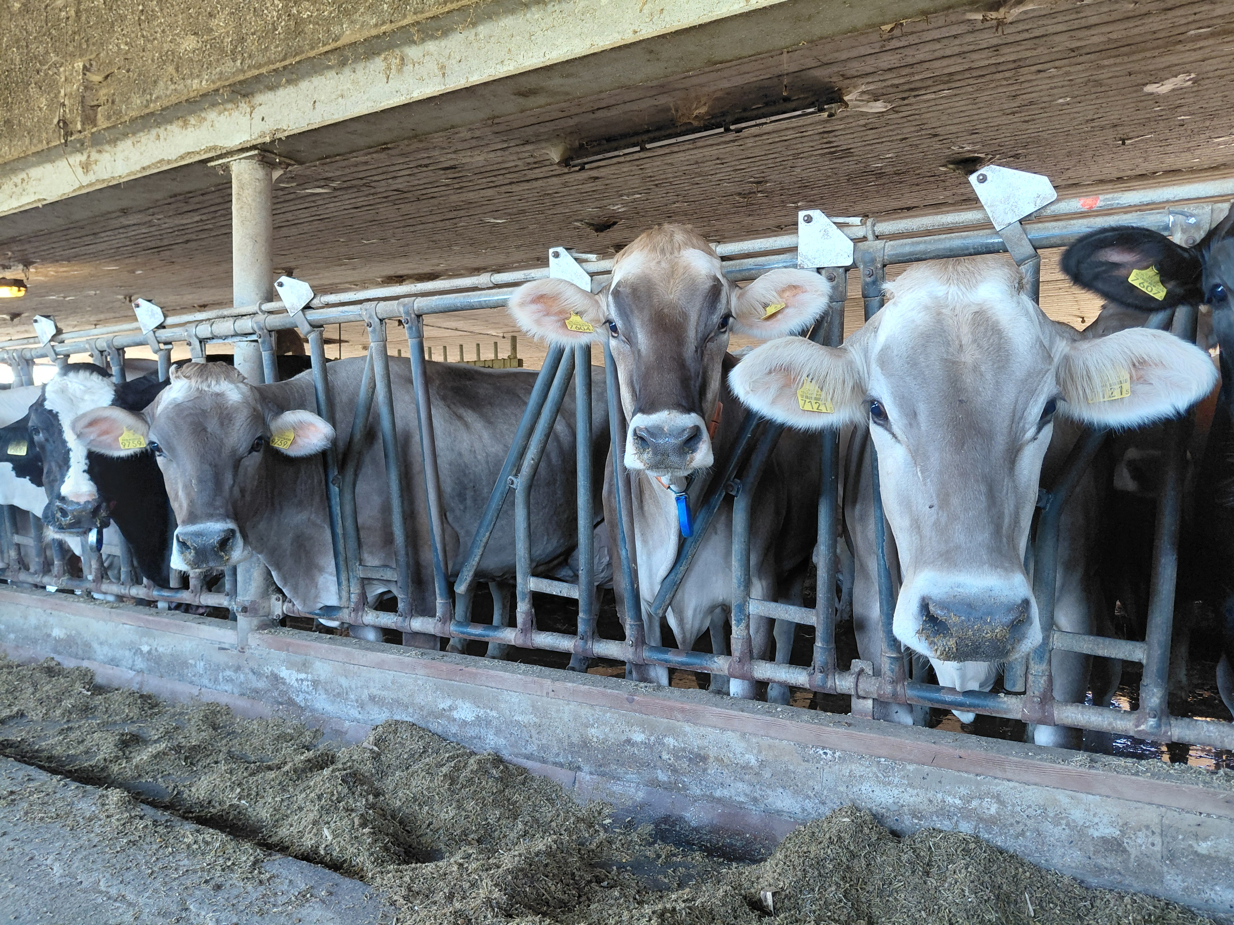 Bei seinen Milchkühen setzt Thomas Heusser auf gesunde und langlebige Tiere der Rasse Brown Swiss. 