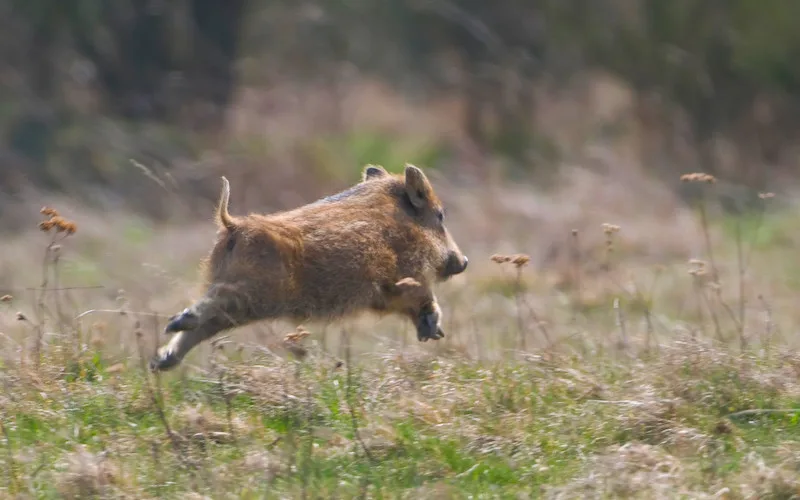 7757559957e3e814306990f3cca34da7f233b7c9 Schweizer Wildschweine sind gesund: bisher wurde kein totes Tier mit dem ASP-Virus gefunden. (Bild: Harbig/DJV)