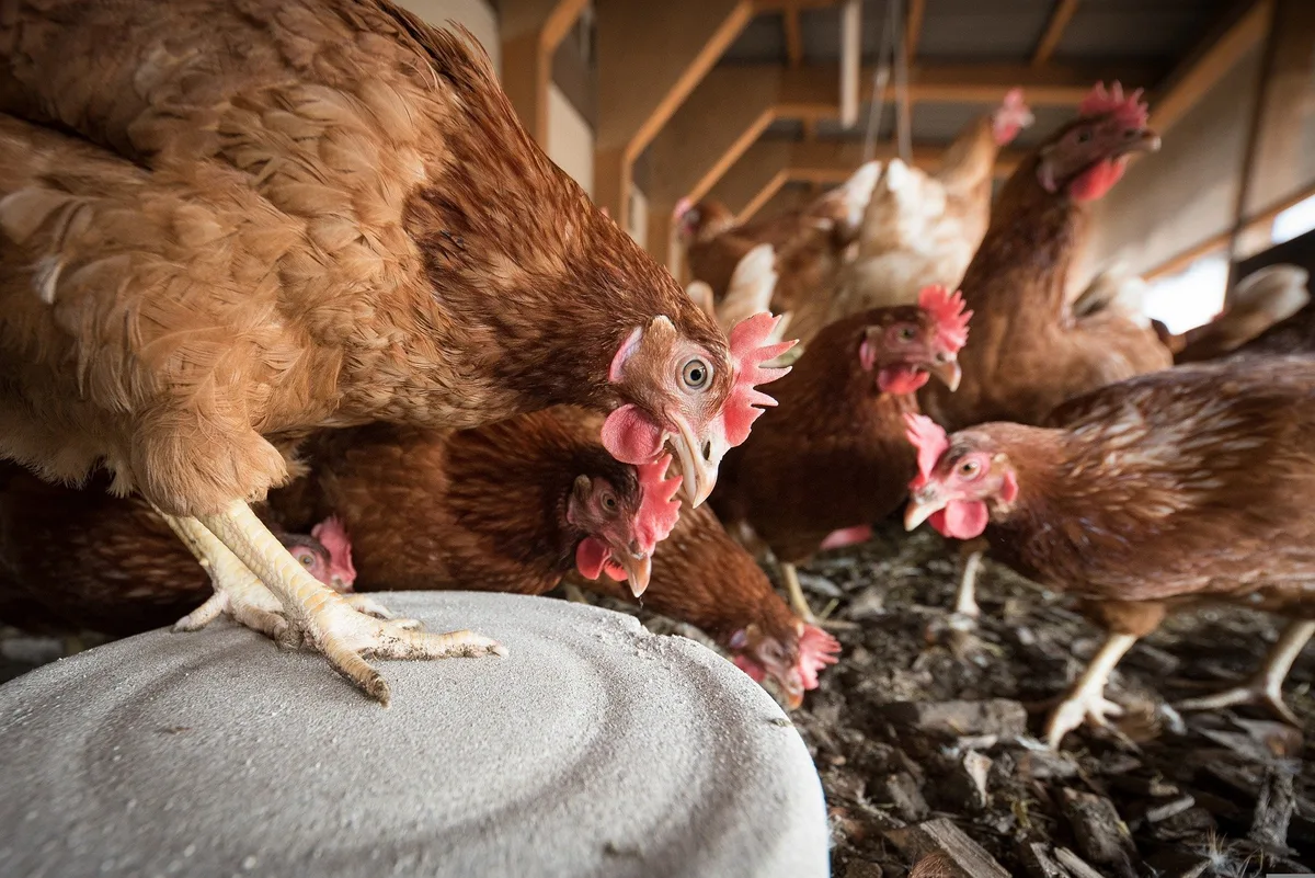 laying-hens-gcbe24e7a9_1920 Schweizer Hagel übernimmt das Tierseuchenportfolio der Axa