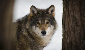 Jeder siebte Wolf in der Schweiz überlebte die erste Hälfte der Jagdsaison nicht.