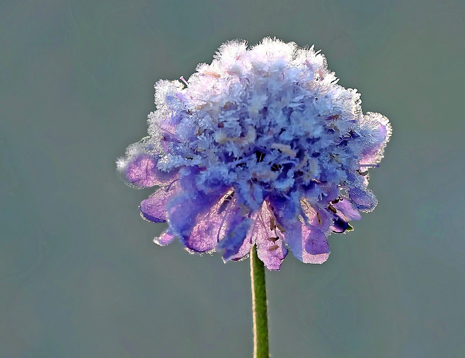 Dieses Jahr sieht es  nicht danach aus, als würden im Mai die Wittwenblumen auf den Wiesen mit Eiskristallen verziert werden. (Bild Pixabay)