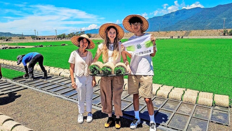 Die traditionellen Kegelhüte spenden Schatten bei der Arbeit im Reisfeld. Reis wird zweimal jährlich gepflanzt.