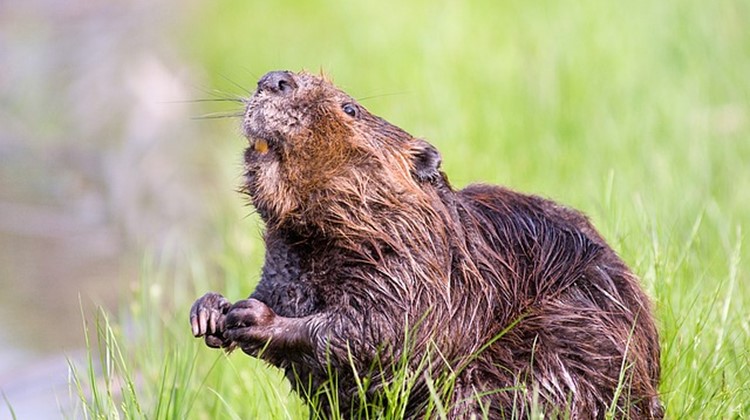 Mit der Biberpopulation steigt auch die Anzahl von Konfliktfällen wegen seiner Dämme. (Bild Pixabay)