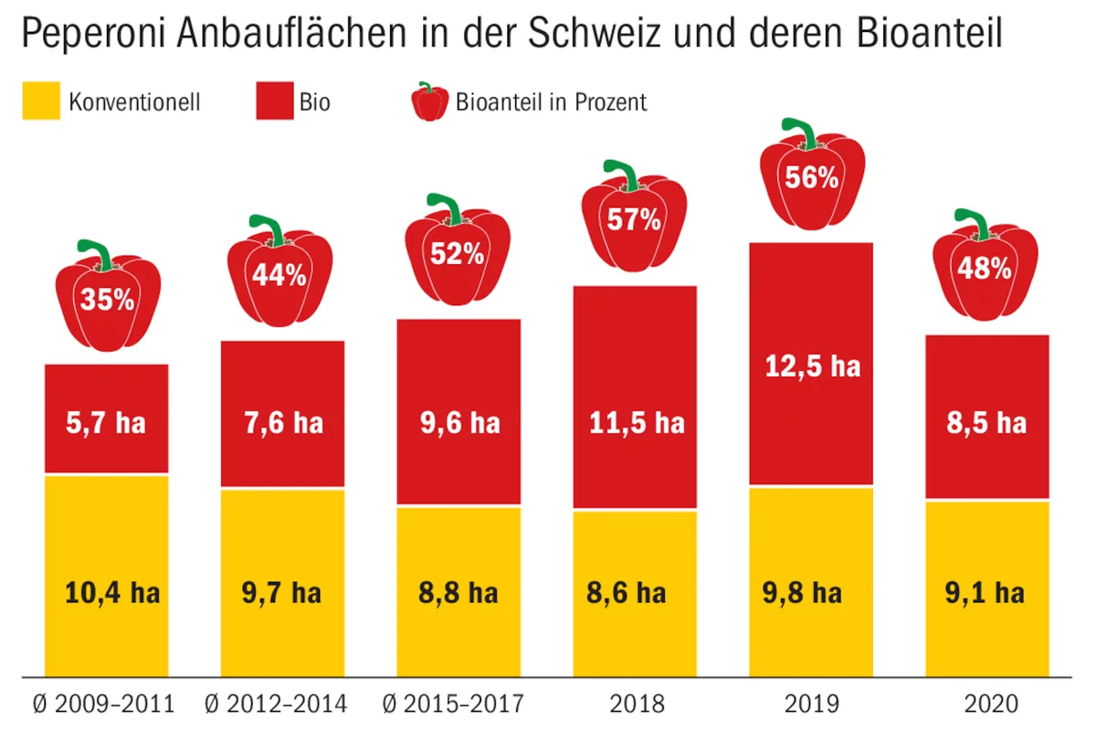 2388eba7fac9e0ae6dd1ff8e2b1119c4e7f74a1e Schweizer Peperoni sind ein Nischenprodukt. Die Preise und die Anbaufläche sanken in den letzten zwei Jahren unter dem Preisdruck aus dem Ausland. (Quelle Bundesamt für Landwirtschaft / Bild ng)