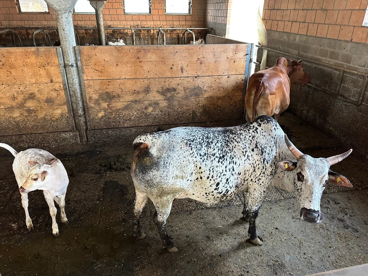 Zwergzebus werden nur rund einen Meter gross und 280 Kilo schwer. Sie eignen sich zum Beweiden von steilen Lagen, sind anspruchslos und werden extensiv gehalten. Das Fleisch gilt als Delikatesse. Eine neue Nische für Direktvermarkter?
