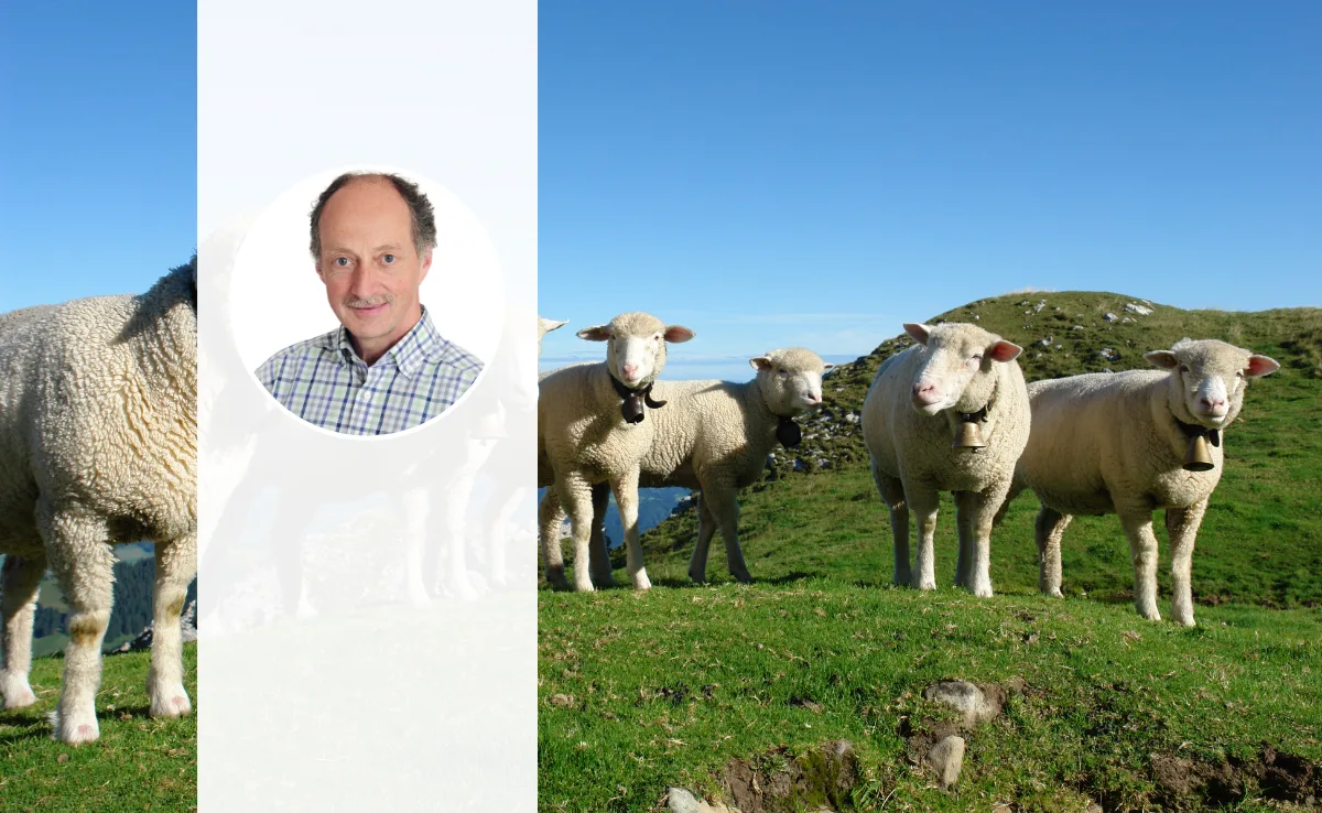 Weisses-Alpenschaf-Rizzi Eine Gruppe von weissen Alpenschafen steht im Halbkreis auf einer Alpweide. Im Vordergrund ist das Porträt-Foto von Angelo Rizzi zu sehen.