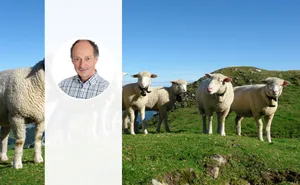 Angelo Rizzi, Präsident vom Zuchtverband des Weissen Alpenschafes, erklärt im Interview, weshalb die Schafrasse so weit verbreitet ist.